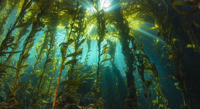 Underwater Kelp