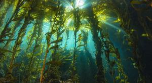 Underwater Kelp