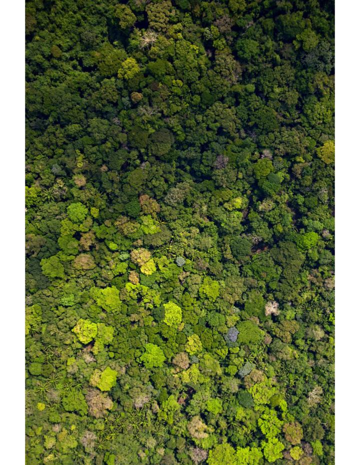 Forest Overview