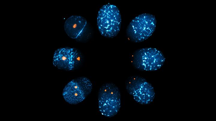 <i>C. elegans</i> Zygote