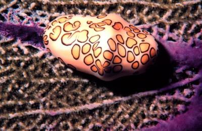 Flamingo Tongue Snail