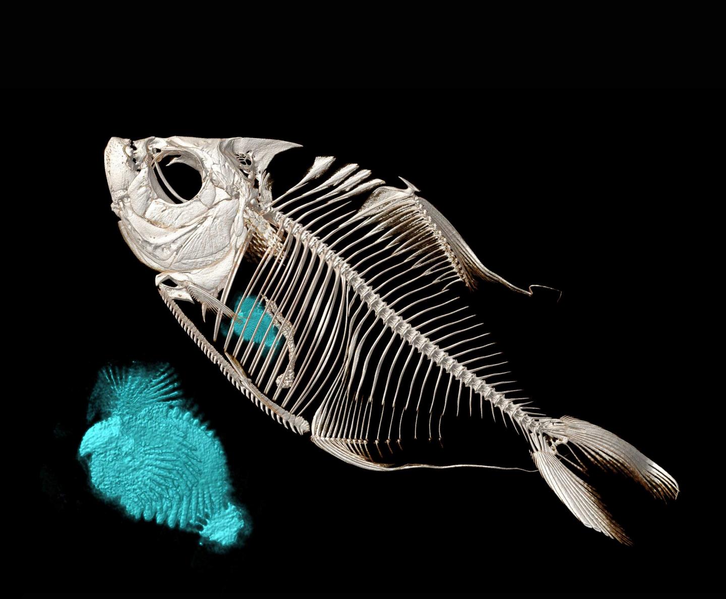 Piranha Scan