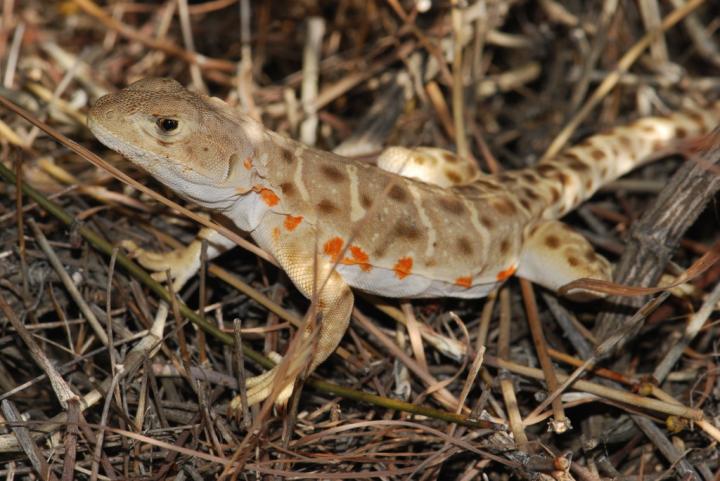 Leopard Lizard