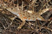 Leopard Lizard