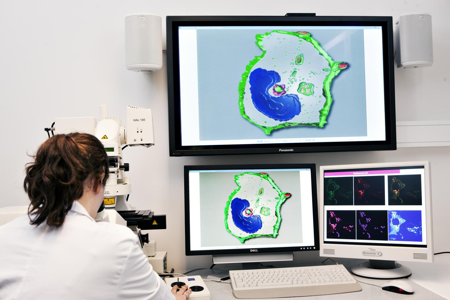 Macrophages under Focus