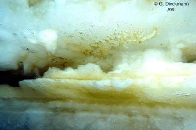 Algae in Sea Ice