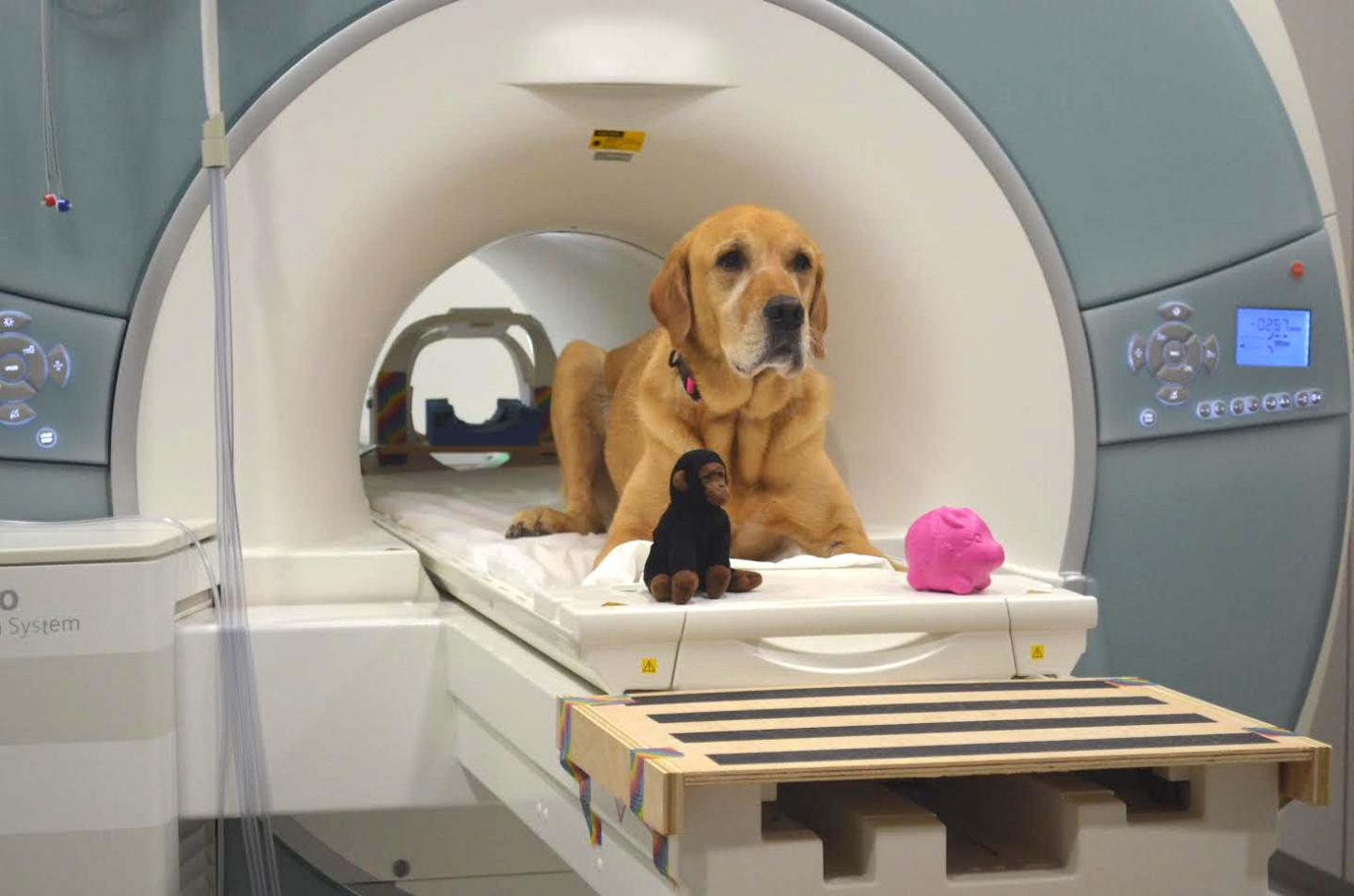 Dog on Scanner