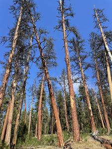 Ponderosa pines in Malheur National Forest