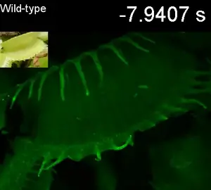 Video 5: Interactions between an ant and a trap in a wild-type plant