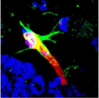 Image Shows Dag (Green-Labeled Peptide) Targeting to the Brain Blood Vessel