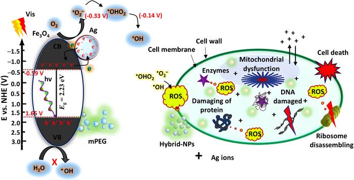 Illustrative representation of the proposed charge transfer pathway and associated reactions, highlighting the antibacterial mechanism of the Fe3O4@mPEG-Ag hybrid-NPs under visible light irradiation.