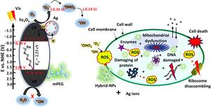 Illustrative representation of the proposed charge transfer pathway and associated reactions, highlighting the antibacterial mechanism of the Fe3O4@mPEG-Ag hybrid-NPs under visible light irradiation.