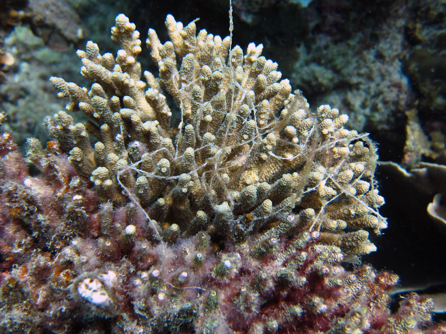 Coral Covered in Abandoned Fishing Line