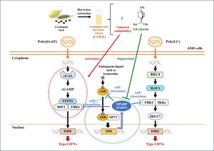 Type I interferon-enhancing effect of cardamom seed extract