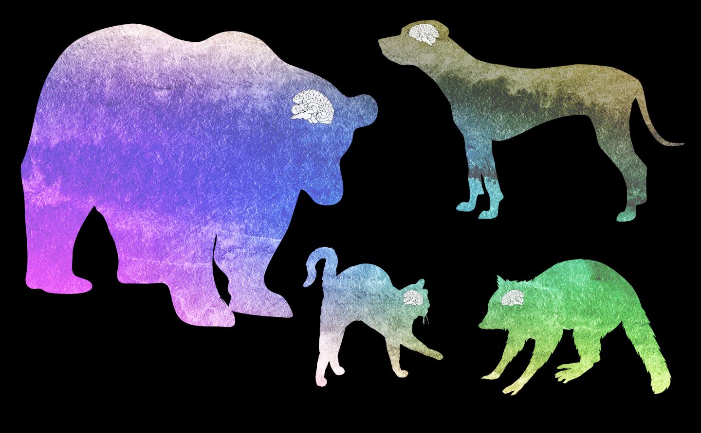 Carnivore Brains