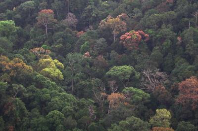 Sri Lanka Forest