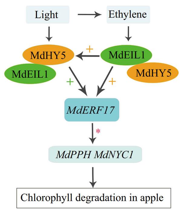 Ethylene and light promote chlorophyll degradation in apple peels through MdEIL1 and MdHY5.