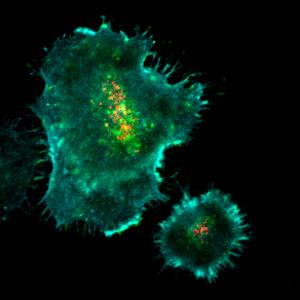 The immune synapses formed by NK-92 cells