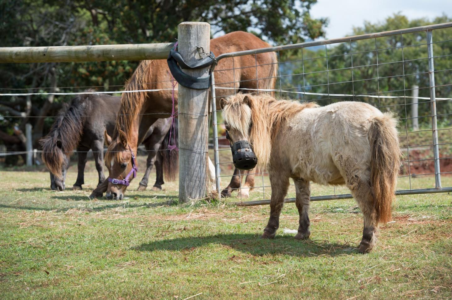 Laminitis Is the Second Biggest Killer of Domestic Horses