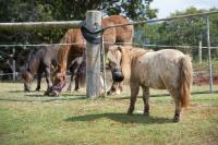 Laminitis Is the Second Biggest Killer of Domestic Horses