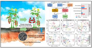 Synergistic biochar‑Bacillus consortium enhances phosphorus availability, root architecture, and inflorescence development in greenhouse cherry tomato