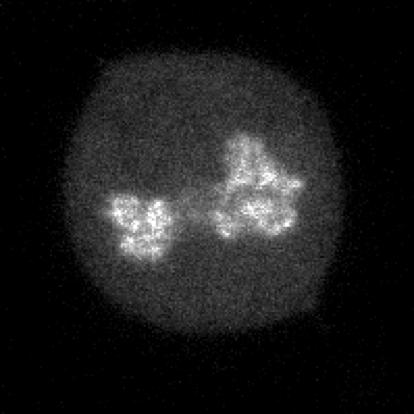The CDX2 Transcription Factor Localizes to Mitotic Chromosomes