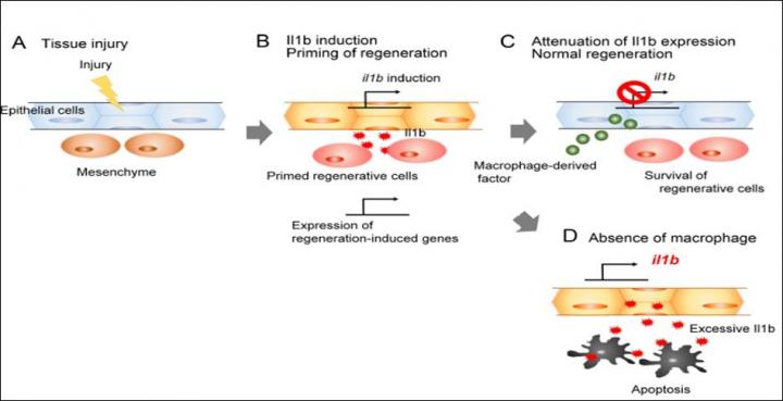 The Role of Il1b and Macrophages During Fin Regeneration