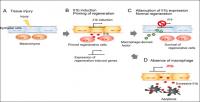 The Role of Il1b and Macrophages During Fin Regeneration