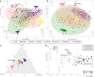 Eco-morphometric disparity of Yuezhuornis and other Jurassic paravians