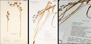 Herbarium specimens of bluebells held by the Cambridge University Herbarium