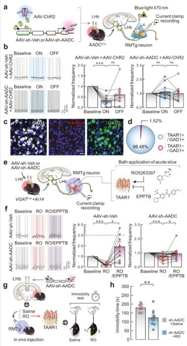 Fig. 5: LHb D-neurons suppress RMTg GABAergic neurons through trace aminergic signalling.