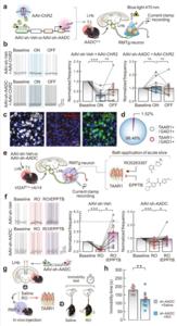 Fig. 5: LHb D-neurons suppress RMTg GABAergic neurons through trace aminergic signalling.