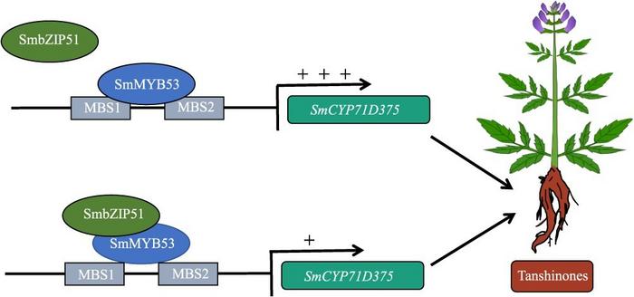 Proposed model for the role of SmMYB53 interaction with SmbZIP51 in modulating tanshinone biosynthesis in S. miltiorrhiza.