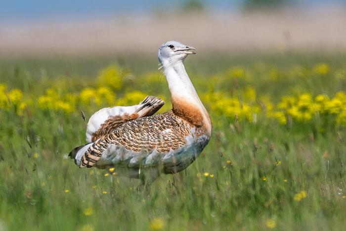 Male Great Bustard