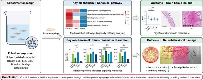 Low-dose ephedrine disrupts synaptic signaling and behavior in adult zebrafish.