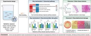 Low-dose ephedrine disrupts synaptic signaling and behavior in adult zebrafish.