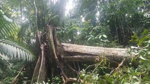 Snapped tree, storm damage