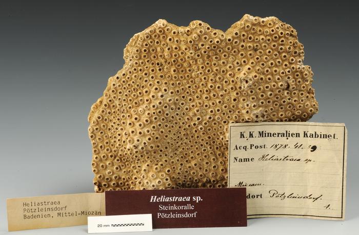 Stone coral Heliastraea sp.