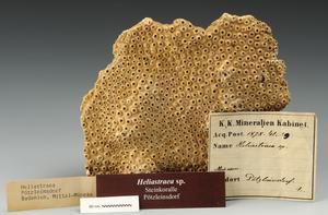Stone coral Heliastraea sp.