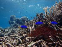 Dead Coral