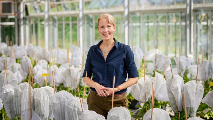 Higher yields and greater resilience: TUM investigates mechanisms of disease resistance in plants