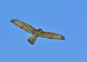 Broad-winged Hawk