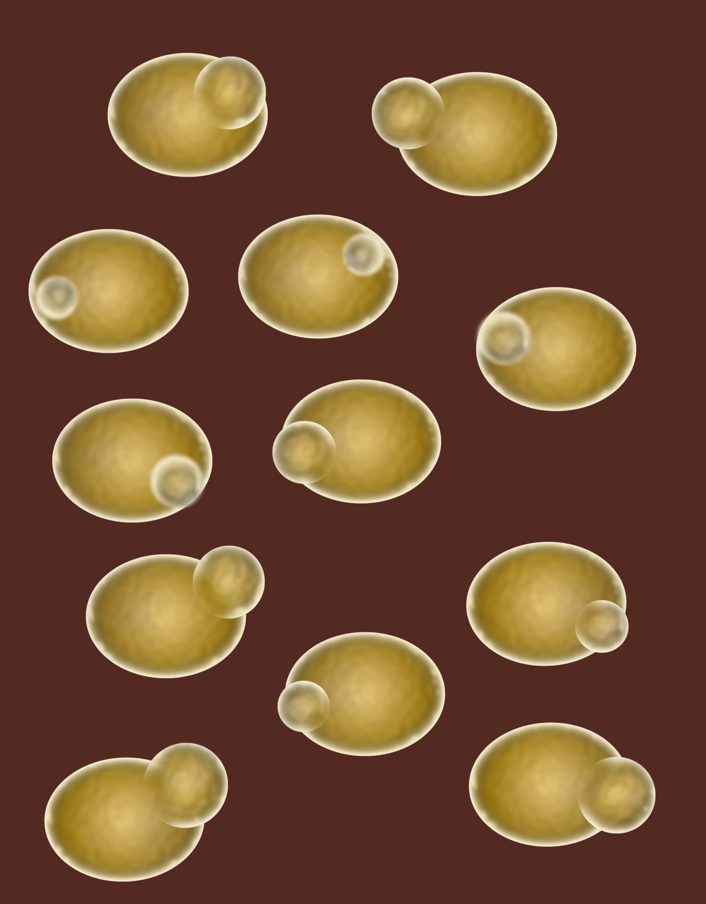 Salk Institute -- Budding Yeast