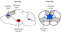 Diagram of Different Regions of Brain in Rats
