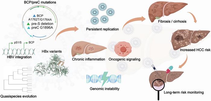 Molecular Basis and Clinical Significance of the High-risk Phenotype of Hepatitis B Virus Genotype C
