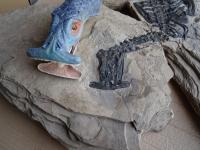 Fossil and Reconstruction