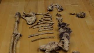 Human Evolution Takes a Twist With <i>Australopithecus sediba</i> (17 of 17)