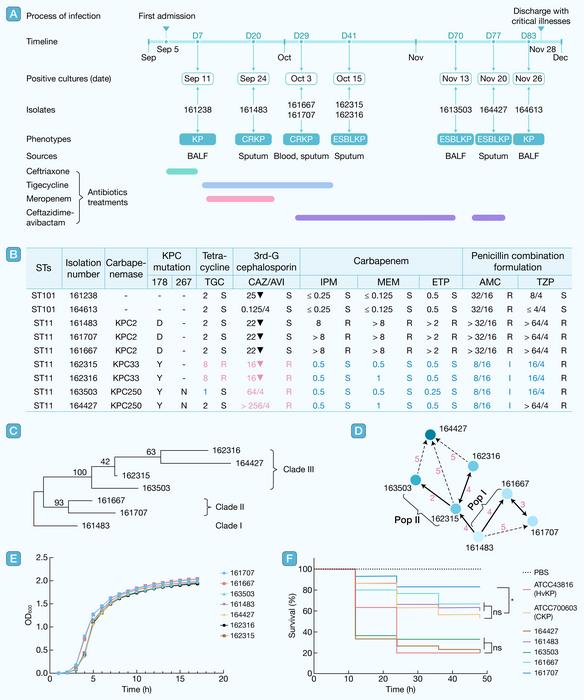Medical history, variable drug susceptibility of Klebsiella pneumoniae, and phylogenetic, genetic, and phenotypic differences among the seven ST11 isolates