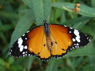 <i>Danaus chrysippus</i>