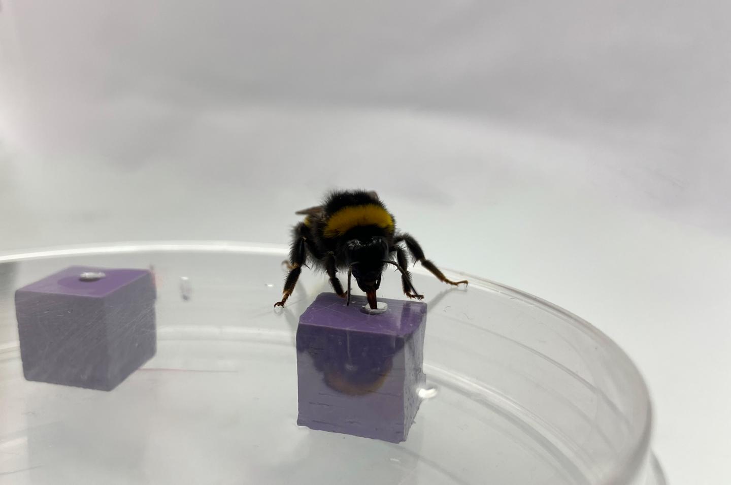 Bumblebees Recognize Objects Through Sight and Touch, A Complex Cognitive Feat (8 of 10)